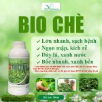 Bio Chè – Chuyên Dòng Xuất Khẩu