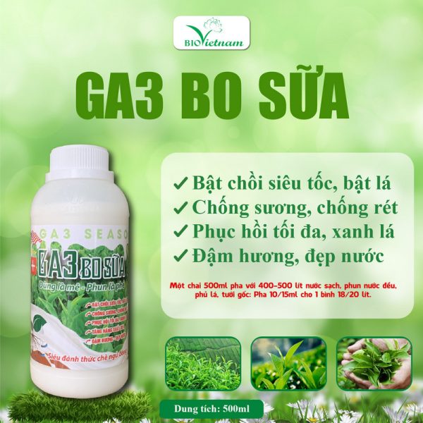 GA3 Bo Sữa 500ml – Siêu Đánh Thức Chè Đông