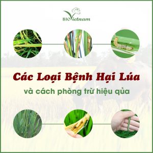 Các Loại Bệnh Hại Lúa và Cách Phòng Trừ Hiệu Quả