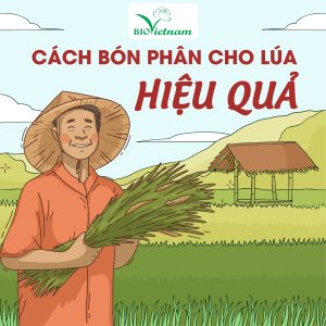 Cách Bón Phân Hữu Cơ Cho Lúa Hiệu Quả