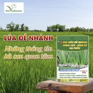 Lúa Đẻ Nhánh – Những Thông Tin Bà Con Quan Tâm