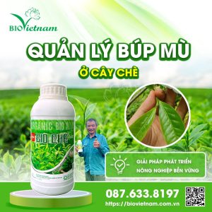 Quản Lý Búp Mù Cây Chè – Lời Khuyên Từ Chuyên Gia