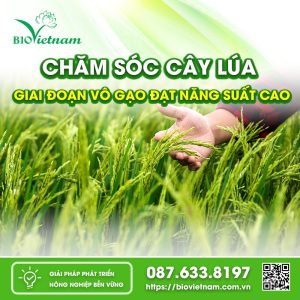 Chăm Sóc Cây Lúa Giai Đoạn Vô Gạo Đạt Năng Suất Cao