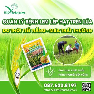 Quản lý bệnh lem lép hạt trên lúa do thời tiết