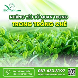 Những yếu tố quan trọng trong trồng chè