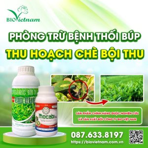 Phòng Trừ Bệnh Thối Búp Chè