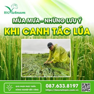 Những lưu ý khi canh tác lúa mùa mưa