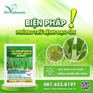 Đạo Ôn Hại Lúa Và Những Biện Pháp Phòng Trừ