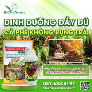 Hạn chế trái cà phê rụng nhờ cung cấp dinh dưỡng đầy đủ