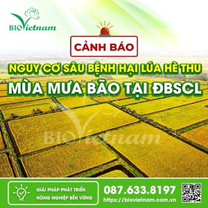 Cảnh báo nguy cơ sâu bệnh hại lúa hè thu mùa mưa bão tại ĐBSCL