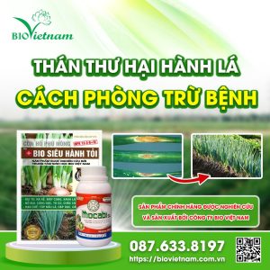 Phòng Trừ Bệnh Thán Thư Hại Hành Lá