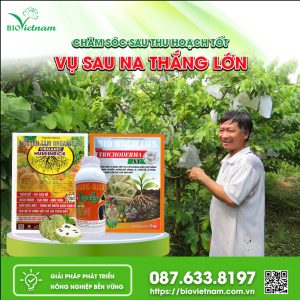 Chăm Sóc Na Sau Thu Hoạch, Vụ Sau Thắng Lớn