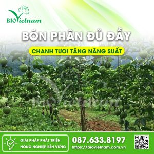 Chanh tươi tăng năng suất nhờ đầy đủ dinh dưỡng