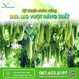 Kỹ Thuật Chăm Đúng Dưa Leo Vượt Năng Suất