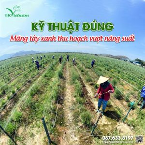 Kỹ Thuật Trồng Và Thu Hoạch Măng Tây