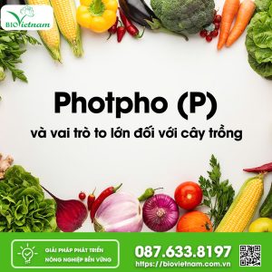 Photpho Và Vai Trò To Lớn Đối Với Cây Trồng