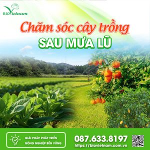 Chăm Sóc Cây Trồng Sau Mưa Lũ