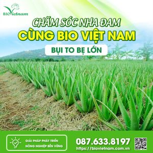 Chăm Sóc Nha Đam Cùng Bio Việt Nam