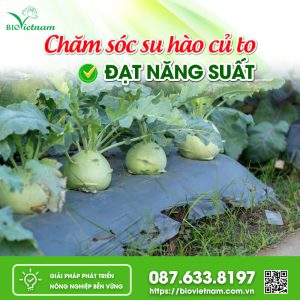 Chăm Sóc Su Hào Củ To Đạt Năng Suất