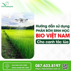 Hướng Dẫn Sử Dụng Phân Bón Sinh Học Bio Việt Nam Cho Canh Tác Lúa