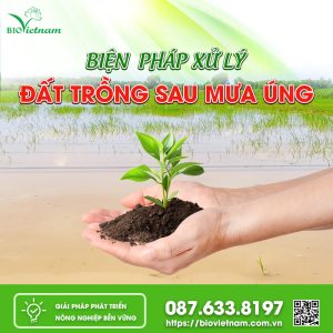 Biện Pháp Xử Lý Đất Trồng Sau Mưa Úng