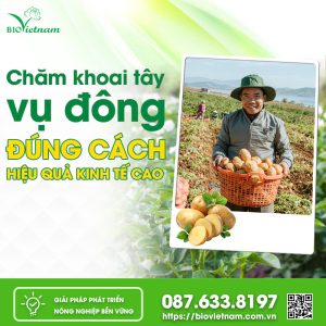 Chăm Khoai Tây Vụ Đông Đúng Cách