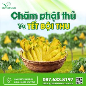 Chăm Phật Thủ – Vụ Tết Bội Thu