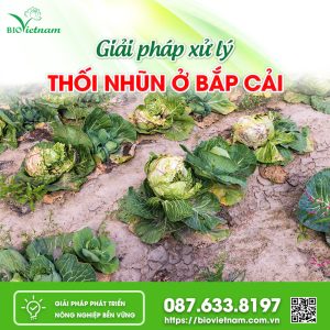 Giải Pháp Xử Lý Thối Nhũn Ở Bắp Cải