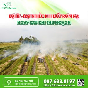 Một Số Biện Pháp Xử Lý Rơm Rạ Sau Thu Hoạch