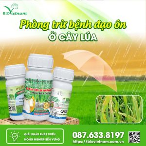 Phòng Trừ Bệnh Đạo Ôn Ở Cây Lúa