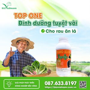 Top One – Dinh Dưỡng Tuyệt Vời Cho Rau Ăn Lá