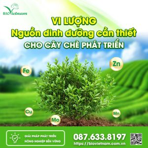 Vi Lượng – Nguồn Dinh Dưỡng Cần Thiết Cho Cây Chè Phát Triển