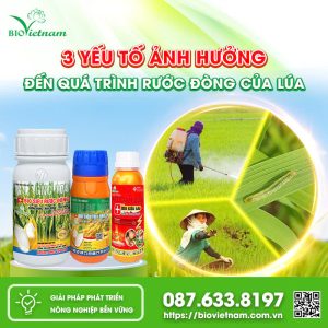 3 Yếu Tố Ảnh Hưởng Đến Quá Trình Rước Đòng Của Lúa