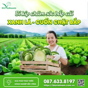 Bí Kíp Chăm Sóc Bắp Cải Xanh Lá, Cuốn Chặt Bắp