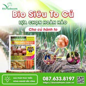 Bio Siêu To Củ: Lựa Chọn Hoàn Hảo Cho Củ Hành To