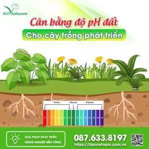 Cân bằng độ pH đất cho cây trồng phát triển