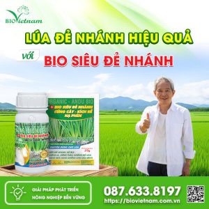 Lúa Đẻ Nhánh Hiệu Quả Với Bio Siêu Đẻ Nhánh