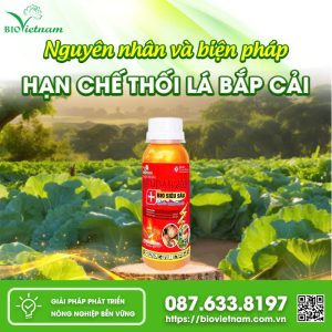 Nguyên Nhân Và Biện Pháp Hạn Chế Thối Lá Bắp Cải