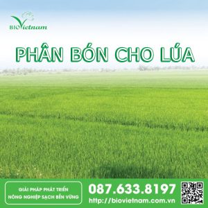 BÍ QUYẾT sử dụng phân bón cho lúa hiệu quả NĂNG SUẤT cao