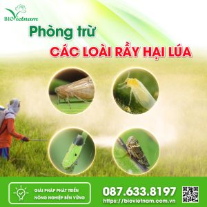 Phòng Trừ Các Loài Rầy Hại Lúa