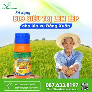 Sử Dụng Bio Siêu Trị Lem Lép Cho Lúa Vụ Đông Xuân