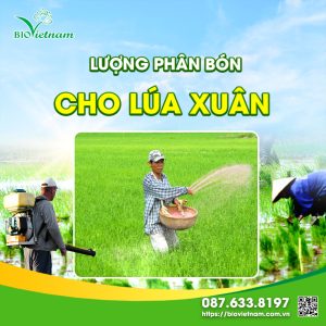 [TỐI ƯU] Lượng Phân Bón Cho Lúa Xuân Để Đạt Năng Suất Cao