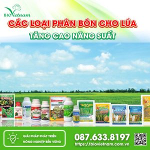 [TỔNG HỢP] các loại phân bón cho lúa tăng cao NĂNG SUẤT