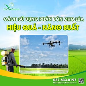 Hướng dẫn sử dụng phân cho lúa HIỆU QUẢ, NĂNG SUẤT 