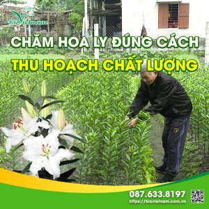 Chăm Hoa Ly Đúng Cách Thu Hoạch Chất Lượng