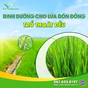 Dinh Dưỡng Cho Lúa Đón Đòng, Trổ Thoát Đều