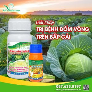 Giải Pháp Trị Bệnh Đốm Vòng Trên Bắp Cải Cùng Bio Việt Nam