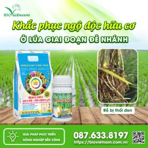 Khắc Phục Ngộ Độc Hữu Cơ Ở Lúa Giai Đoạn Đẻ Nhánh