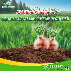 Khi Hành Xuống Củ Bón Phân Gì Để Tăng Năng Suất?