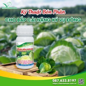 Kỹ Thuật Bón Phân Cho Bắp Cải Nặng Ký Vụ Đông